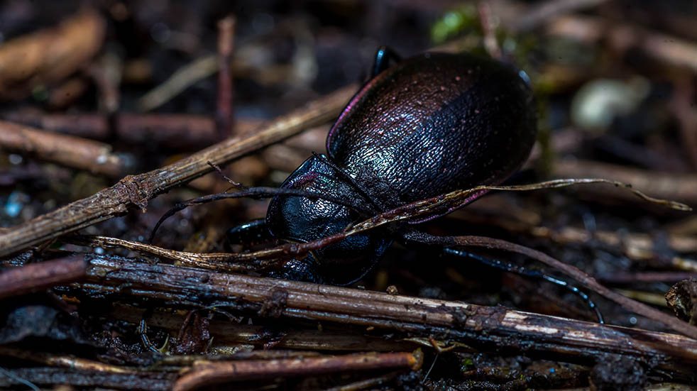 Garden beetle